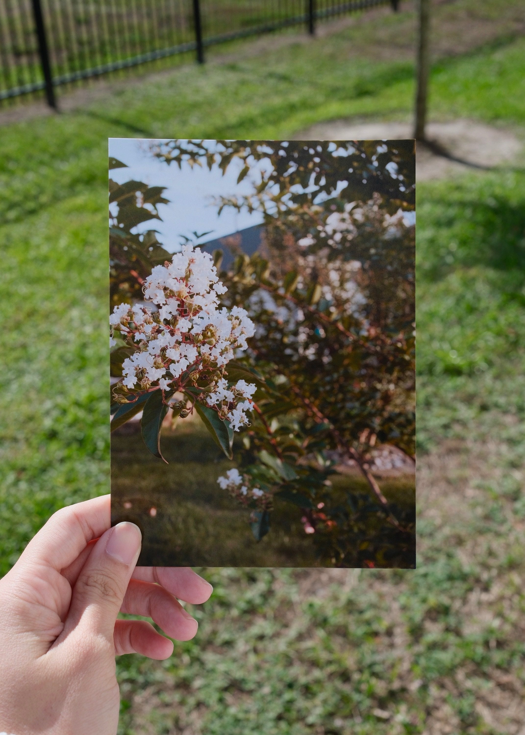White Summer Blossoms | Nature Photography Print 5x7